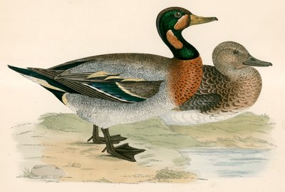 Bimaculated Duck by Beverley R. Morris